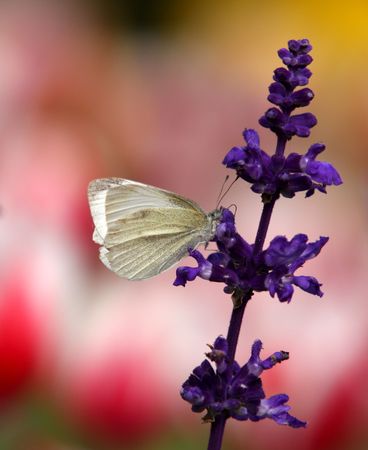 butterfly with flowerの写真素材