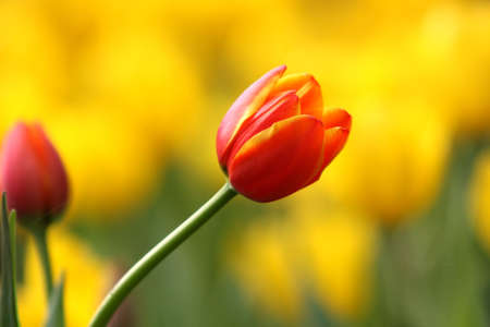 red Tulipの写真素材