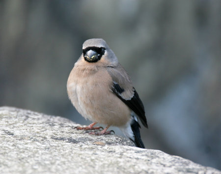 Grey-headed Bullfinchの写真素材
