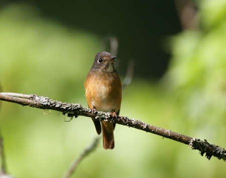 titmouseの写真素材