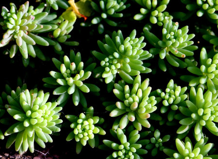 marco plantの写真素材