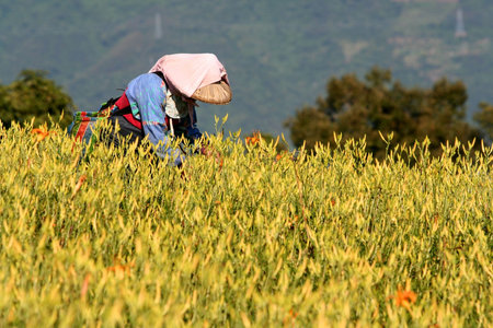 Lily flower & farmer