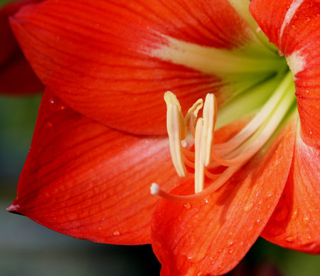 amaryllis flowerの写真素材