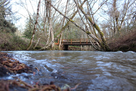 Forest Creekの写真素材