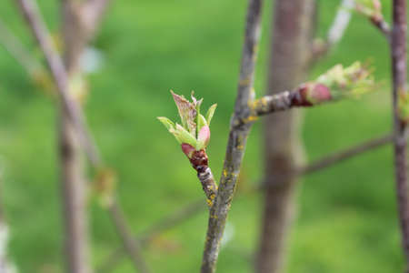 Spring budsの写真素材
