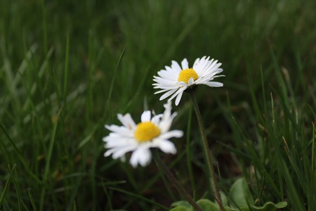 Daisiesの写真素材