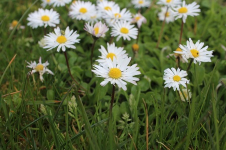 Daisies in a field of grassの写真素材