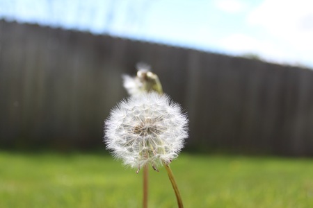 Daisy in Springの写真素材