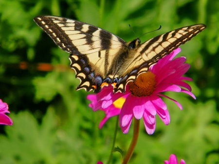 Butterfly On Flowerの写真素材