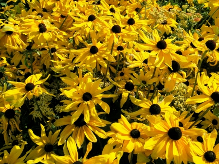 Yellow Flowersの写真素材