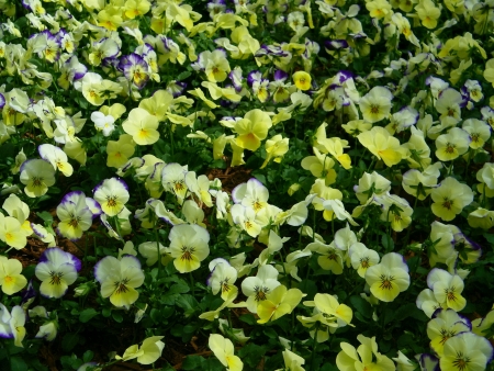 Flower Explosionの写真素材