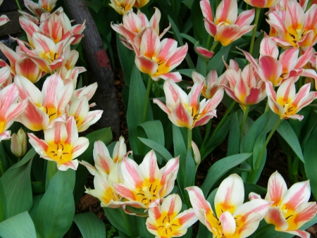 Conservatory Flowersの写真素材