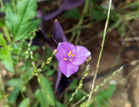 Purple flower with green leaves in the garden, close-upの写真素材