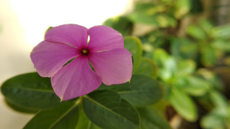 Closeup view Pink Catharanthus Roseus with green leaves and blurred green backgroundの写真素材