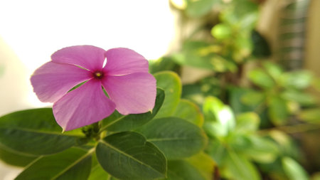 Closeup view Pink Catharanthus Roseus with green leaves and blurred green backgroundの写真素材