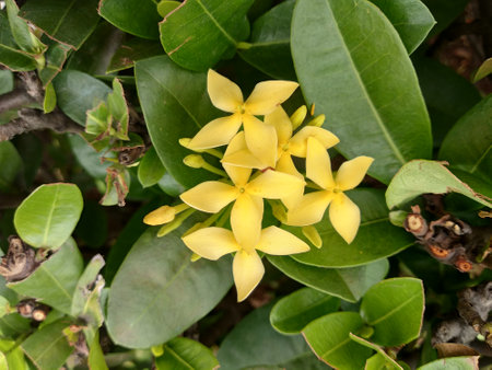 Yellow soka flower with green leaves and blurred green backgroundの写真素材