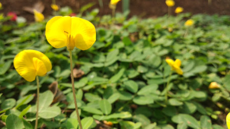 Plant Of The Genus Arachis With Yellow Flowers and green leaves with blurred backgroundの写真素材