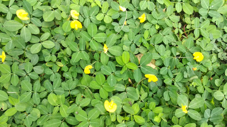 Plant Of The Genus Arachis With Yellow Flowers and green leavesの写真素材