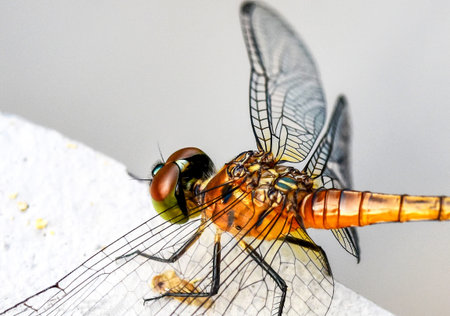 Dragonfly taking a break on a stone wall in the gardenの写真素材