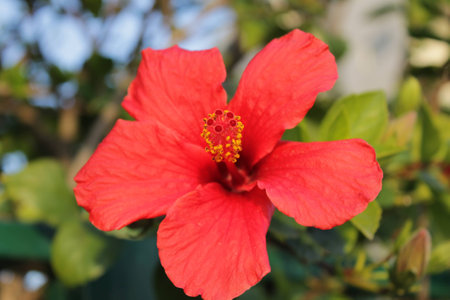 close up on Israeli red flowerの写真素材