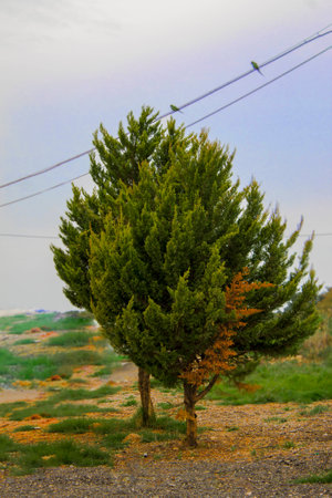 green tree with one yellow branchの写真素材