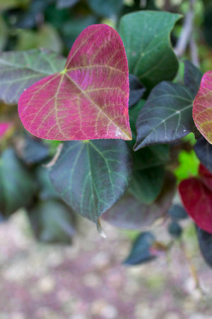 close up on purple leaf in a shape of heartの写真素材