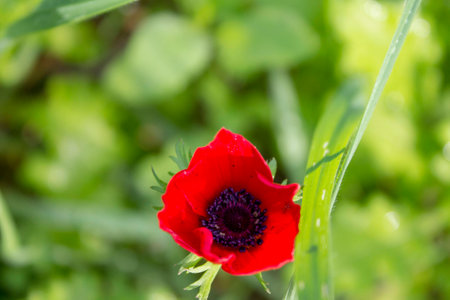 the anemones blossom at israelの写真素材