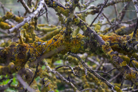 close up on a branchの写真素材