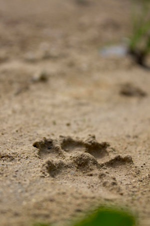 dog tracesの写真素材