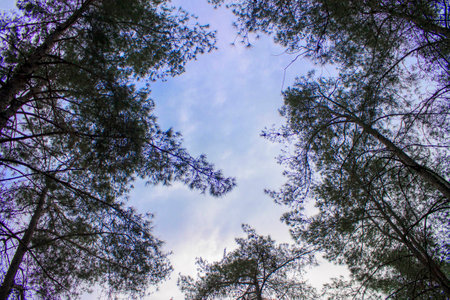 watching the sky true the treesの写真素材