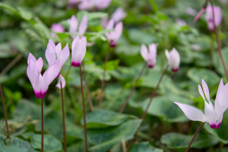 the cyclamen blooming in israelの写真素材