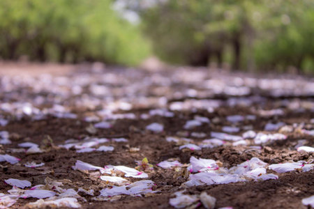 grove of almond treesの写真素材