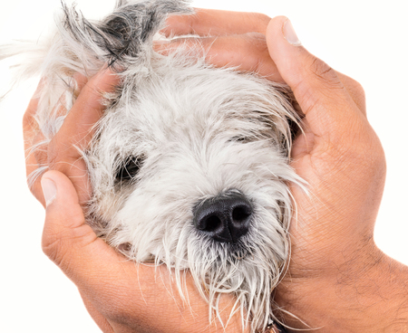 Hands Holding Maltese Canine Puppy Dog isolated on White Backgroundの写真素材