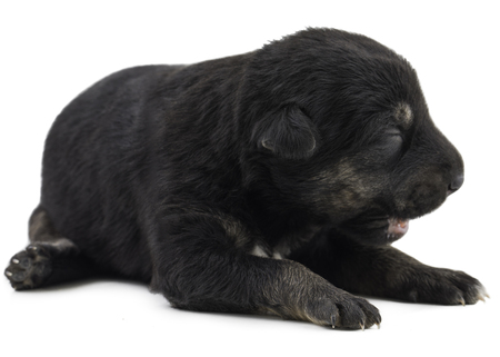 Indian Street Small Dog Also Know as Puppy Dog or Black Puppy Dog isolated on White Backgroundの写真素材