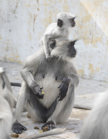 Indian Monkey also know as Indian langur, Hanuman langur, ape, semnopithecusの写真素材