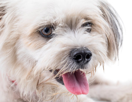 Maltese Canine Puppy Dog on White Background