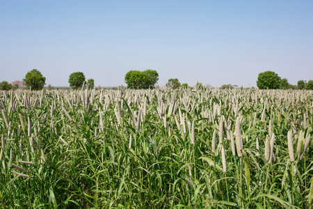 Pearl Millet Field in Rajasthan India. The Crop is Know as Bajra or Bajri Agricultureの写真素材