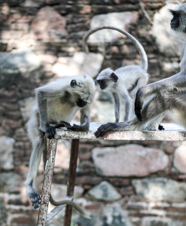 Indian Monkey Also Know as Indian Langur, Hanuman Langur, Semnopithecus Entellus, Presbytis Entellusの写真素材