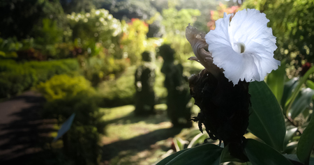 white flowerの写真素材