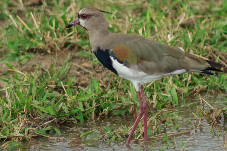 bird in venezuelaの写真素材