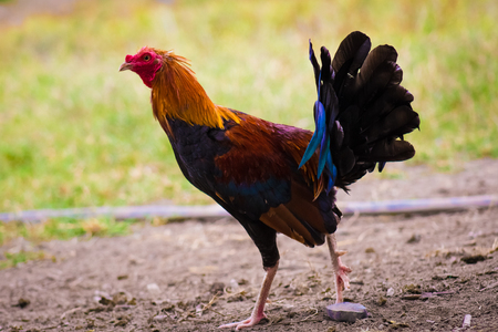 rooster in the farmの写真素材