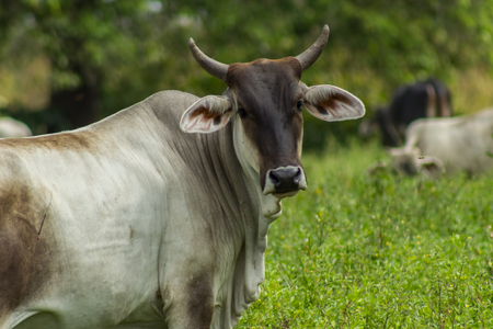 cowの写真素材