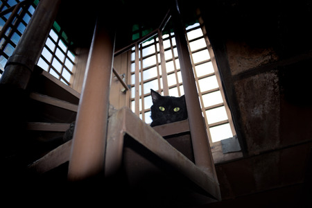 Black catの写真素材