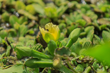 Yellow flowerの写真素材