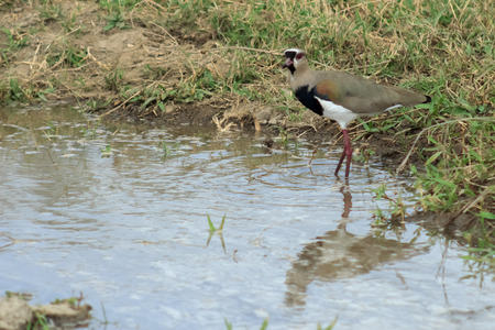 bird in Venezuelaの写真素材