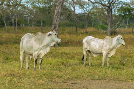cows in the fieldの写真素材