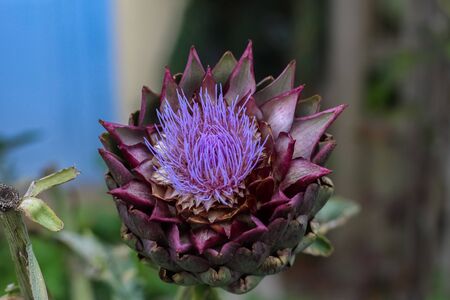 flower in the garden in springの写真素材