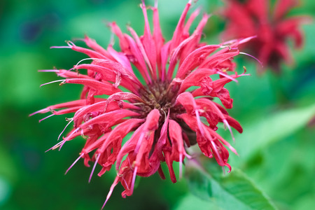 flower in the garden in springの写真素材
