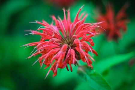 flower in the garden in springの写真素材