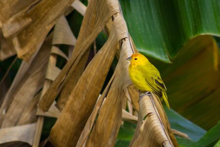 bird in a tree in venezuelaの写真素材
